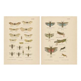 Richard Tümpel, Antique Entomology, 1908, Lithograph, Set of 2 For Sale