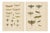 Richard Tümpel, Antique Entomology, 1908, Lithograph, Set of 2 For Sale
