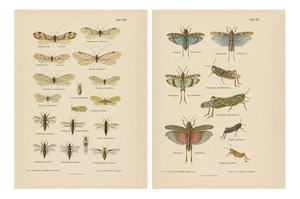 Richard Tümpel, Antique Entomology, 1908, Lithograph, Set of 2