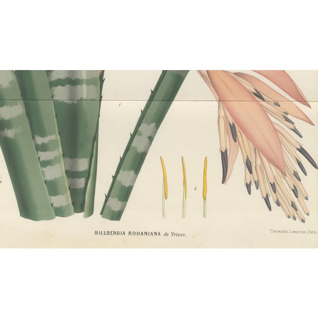 Paper Rohans Billbergia De Vriese, Botanical Lithograph, 1856, Lithograph For Sale - Image 7 of 9