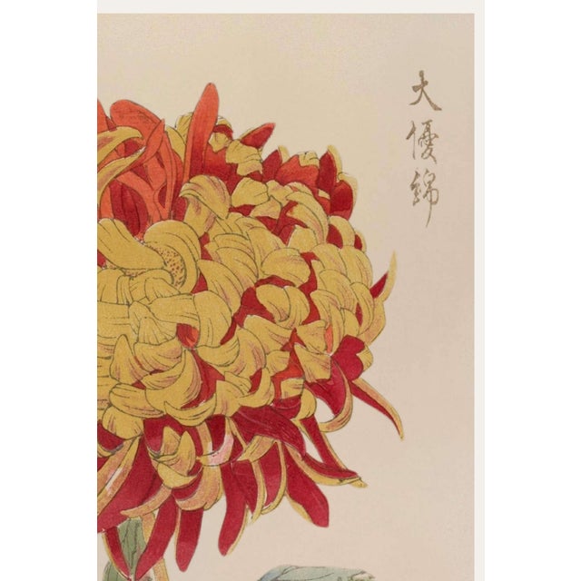 Japanese Asian Red Mum by Hasegawa, Vintage Japanese Botanical Art Print, 24" X 36" For Sale - Image 3 of 9