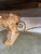 Italian Tuscan Revival Extendable Dining Table For Sale - Image 4 of 18