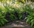 Stone Balinese Large Scale "Three Wise Monkeys" Garden Sculptures - Set of 3 For Sale - Image 7 of 7