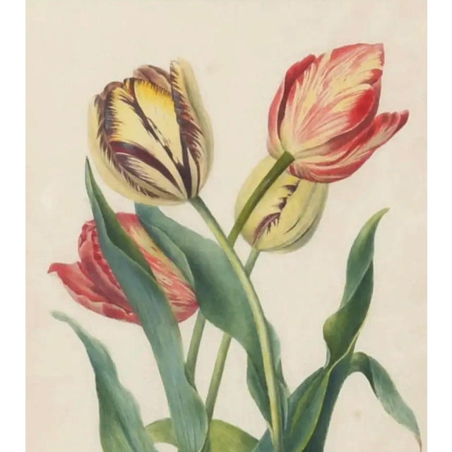 English Botanical Watercolor of Four Tulips, Flamed and Feathered Florists' Varieties English, Early 19th Century This...