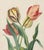English Botanical Watercolor of Four Tulips, Flamed and Feathered Florists' Varieties English, Early 19th Century This...