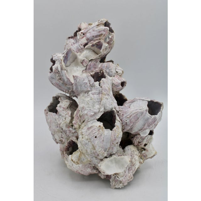 Vintage Organic Modern Coastal Barnacle Conglomerate Sculpture For Sale - Image 11 of 11