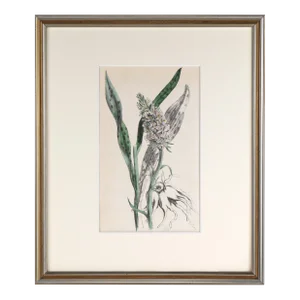 19th Century Antique English Hand Colored Orchid Botanical Print 1864