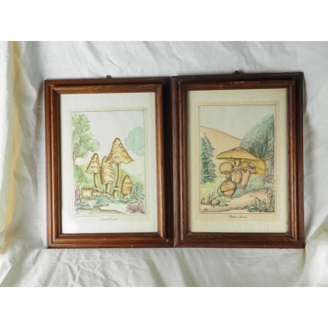 1970s 1970s French Pair of Colorized Mycological Lithographs of Coprinus Comatus and Psalliotta Arvensis For Sale - Image 5 of 11