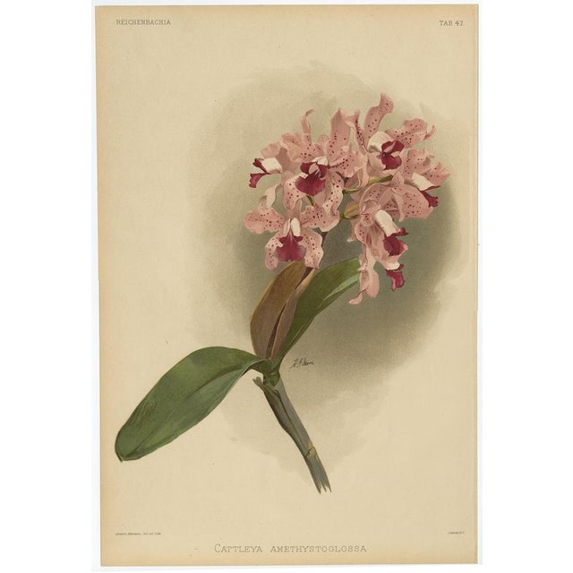 Saccolabium Coeleste Orchid – Reichenbachia Plate 30, c.1888 A magnificent hand-colored lithograph of the orchid...