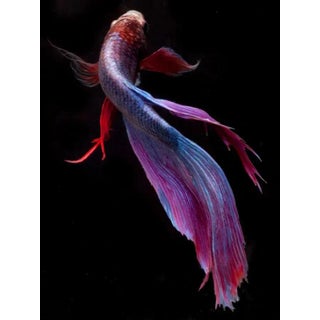 "Beta 2" Color Photograph For Sale