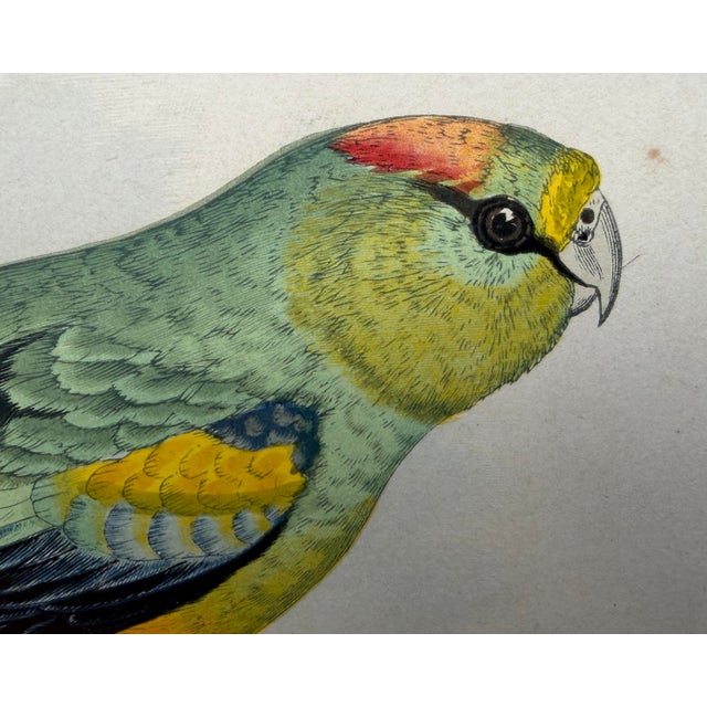 Late 19th Century Antique Color Woodblock Prints From w.t. Greene’s “Parrots in Captivity” with Frame Matte and Validation From the Trowbridge Gallery - Set of 2 For Sale - Image 5 of 9