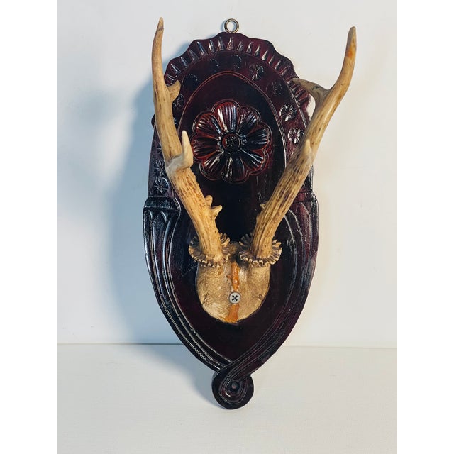 Rustic Vintage Roe Deer Trophy on a Carved Wood Board For Sale - Image 3 of 4