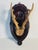Rustic Vintage Roe Deer Trophy on a Carved Wood Board For Sale - Image 3 of 4