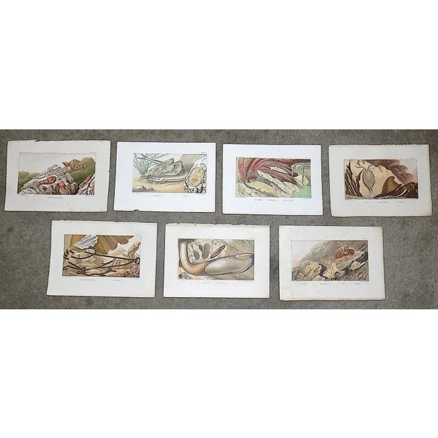 Antique 19th Century Sea Creature Lithographs--Set of 7 For Sale - Image 9 of 9