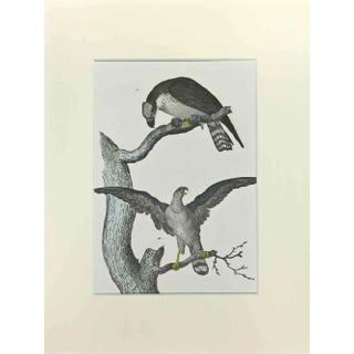 Johann Friedrich Naumann, Eagle Fischerman, Etching, 1840 For Sale
