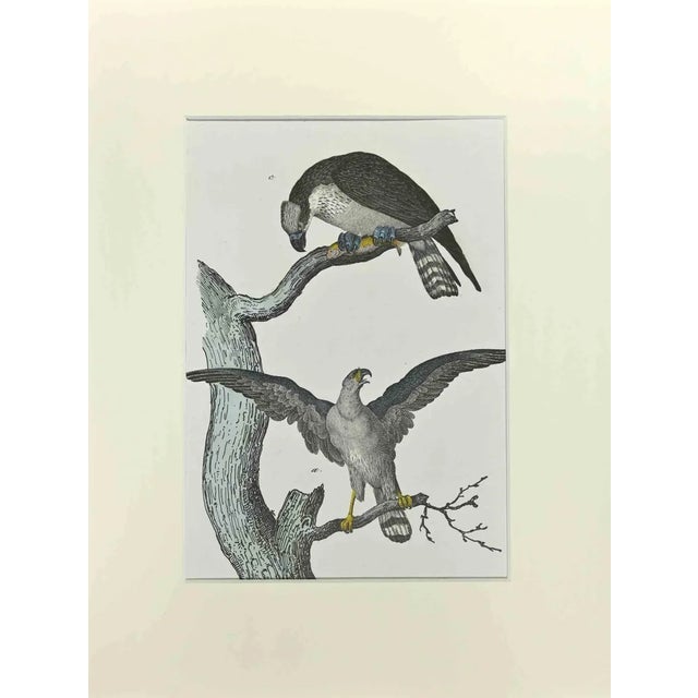 Johann Friedrich Naumann, Eagle Fischerman, Etching, 1840 For Sale