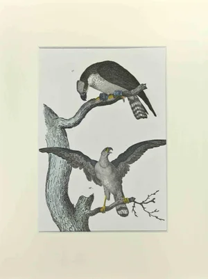 Johann Friedrich Naumann, Eagle Fischerman, Etching, 1840
