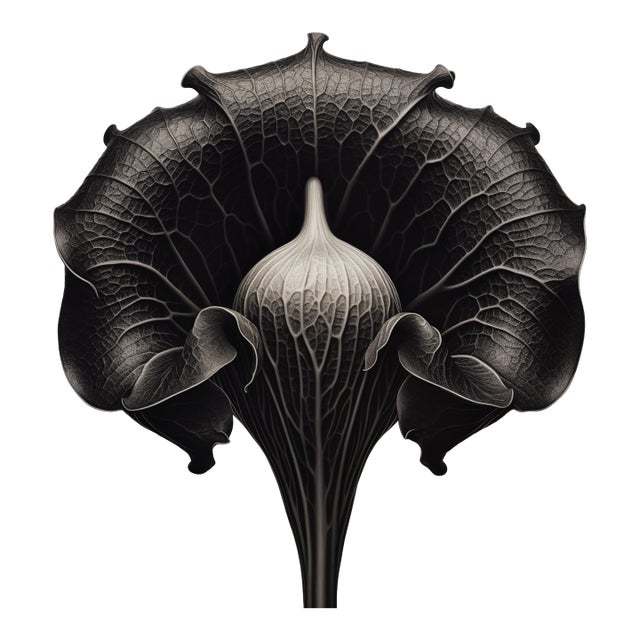 A striking black-and-white botanical print featuring Dipsacus Strigosus, meticulously restored and remastered from an...