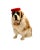 Late 20th Century Late 20th Century Custom-Made French St. Bernard Stuffed Fur Dog Sculpture, 17"h For Sale - Image 5 of 10