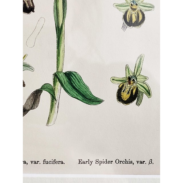 Orchids, 19th Century, Hand Coloured Print Montage For Sale - Image 8 of 18