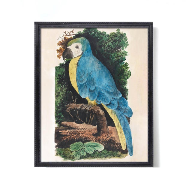Antique Reproduction Naturalist Macaw Parrot (Blue) For Sale In Los Angeles - Image 6 of 6