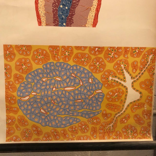 Mid 20th Century German Anatomical Educational Endocrine System Chart For Sale In New York - Image 6 of 12