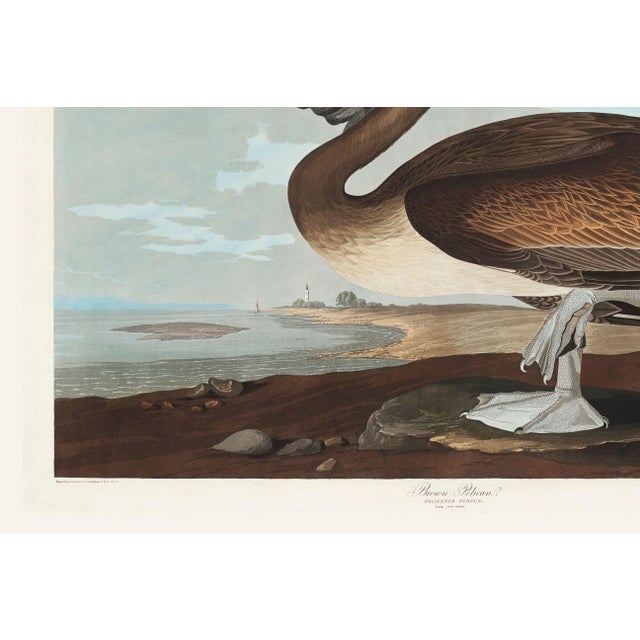 Brown Brown Pelican, Vintage Art Print Reproduction From Birds of America by John James Audubon, 48″ × 32″ For Sale - Image 8 of 9