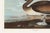 Brown Brown Pelican, Vintage Art Print Reproduction From Birds of America by John James Audubon, 48″ × 32″ For Sale - Image 8 of 9