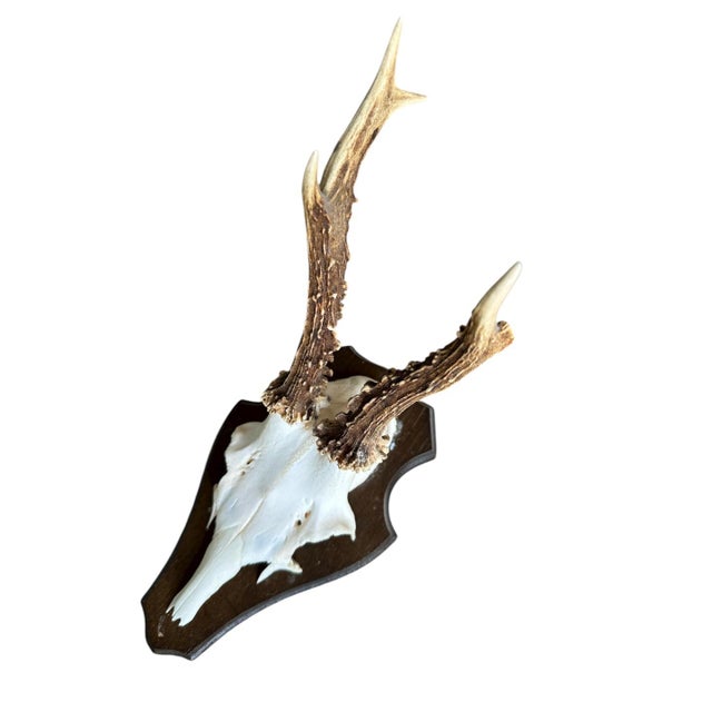 11990s Roe Deer Trophy 5 Black Forest Mount For Sale - Image 4 of 5