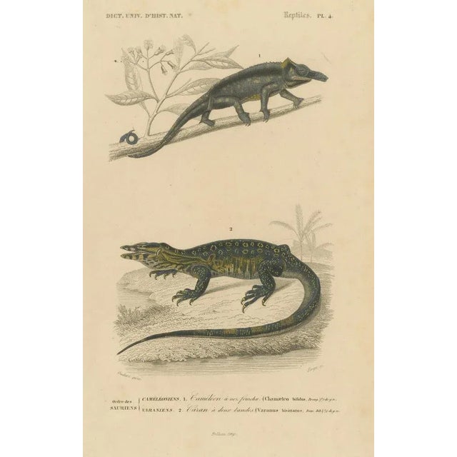 Nose-Horned Chameleon and Banded Monitor, 1850, Paper For Sale - Image 6 of 10