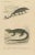 Nose-Horned Chameleon and Banded Monitor, 1850, Paper For Sale - Image 6 of 10