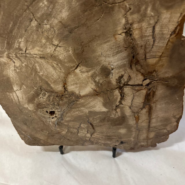 Tan Live Edge Petrified Wood F For Sale - Image 8 of 10
