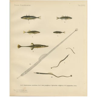 Sticklebacks and Pipefish, 1895, Print For Sale