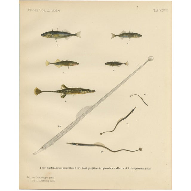 Sticklebacks and Pipefish, 1895, Print For Sale