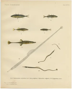 Sticklebacks and Pipefish, 1895, Print