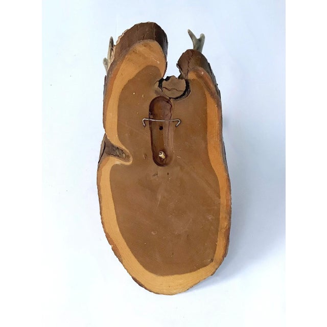 Black Forest Roe Mount For Sale - Image 4 of 5