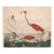 Vintage Reproduction Flamingo Print, Large Horizontal – 30" X 24" For Sale