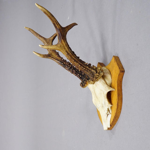 Mid 20th Century Set of Six Black Forest Roe Deer Trophies on Wooden Plaques - Germany For Sale - Image 5 of 8