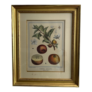 1768 French Botanical Print by Duhamel Du Monceau Made From Original Hand Colored Copper Engraving.
