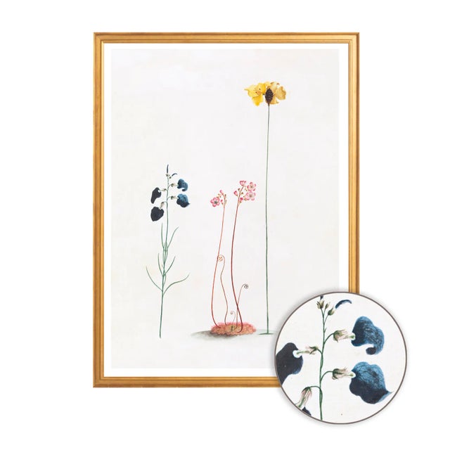 Celerie Kemble Curated Australian Botanical III (40x60) in Gold Frame For Sale - Image 4 of 4