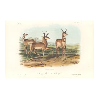 1851 Audubon Quadruped Octavo Lithograph "Plate 77 Prong-Horned Antelope" For Sale