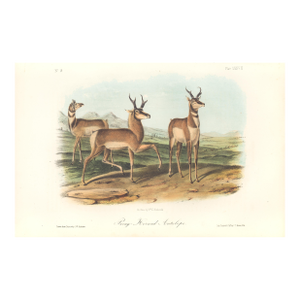 1851 Audubon Quadruped Octavo Lithograph "Plate 77 Prong-Horned Antelope"