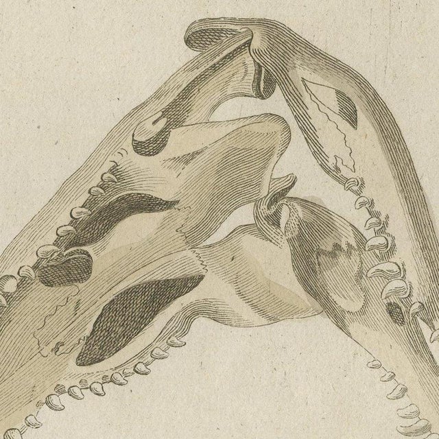 Bertuch, Crocodile with a Study of Its Skull, 1809, Print For Sale - Image 4 of 12