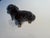 1950s Vintage Dachshund by Keramos For Sale - Image 5 of 12