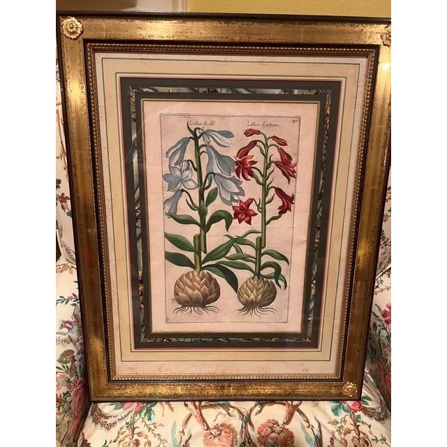 This piece is an authentic 17th century botanical engraving from Emanuel Sweert's celebrated 1612 work, the "Florilegium"....