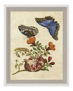 Merian Butterfly 6, Framed Artwork