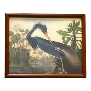 Framed Audubon “Louisiana Heron” Print — Vintage Natural History Art