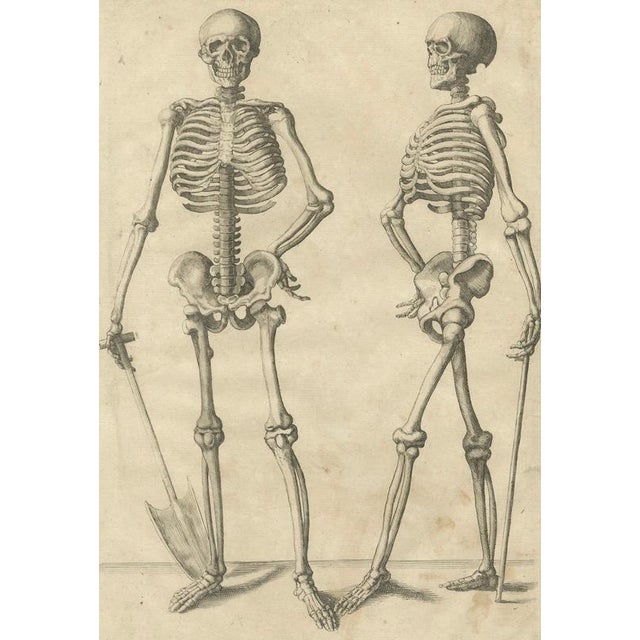 Paper Anatomical Skeleton Study, 1745, Paper For Sale - Image 7 of 9