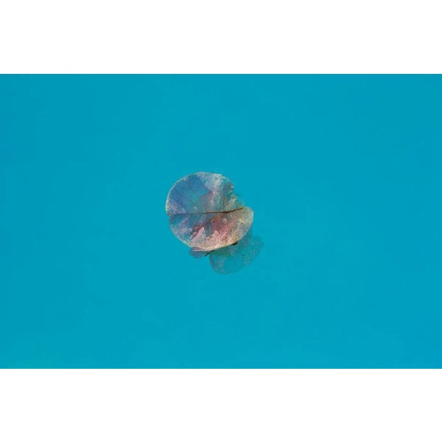 Istan Petal Oversize Archival Pigment Print Framed in White, 2020 For Sale - Image 3 of 3