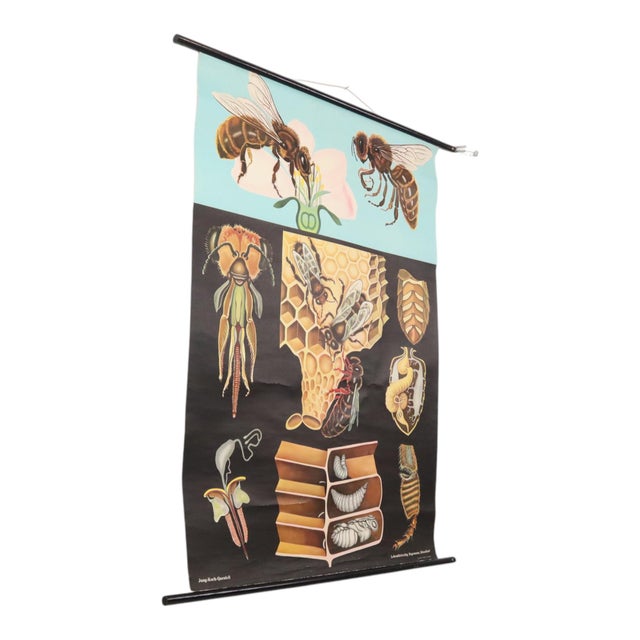 1960s Large Vintage The Honeybee School Chart, 1968 For Sale - Image 5 of 14